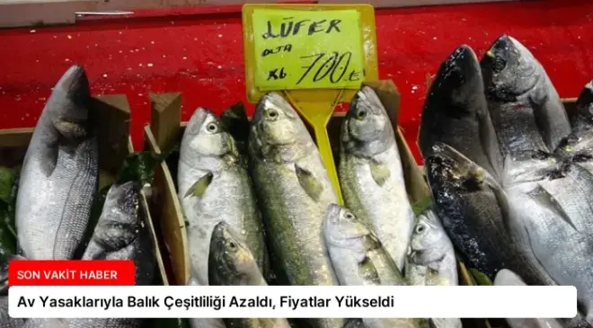 Av Yasaklarıyla Balık Çeşitliliği Azaldı, Fiyatlar Yükseldi