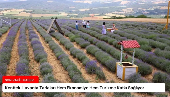 Kentteki Lavanta Tarlaları Hem Ekonomiye Hem Turizme Katkı Sağlıyor