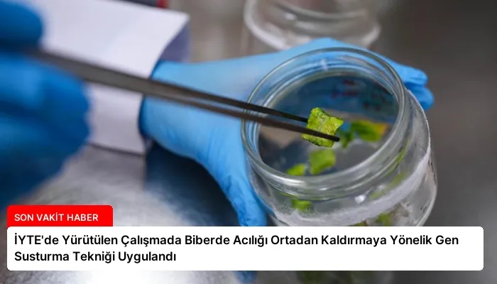 İYTE’de Yürütülen Çalışmada Biberde Acılığı Ortadan Kaldırmaya Yönelik Gen Susturma Tekniği Uygulandı