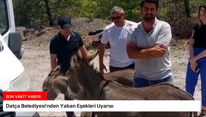 Datça Belediyesi’nden Yaban Eşekleri Uyarısı