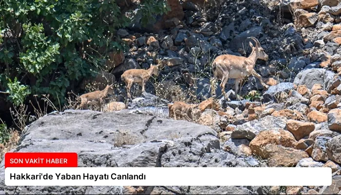 Hakkari’de Yaban Hayatı Canlandı