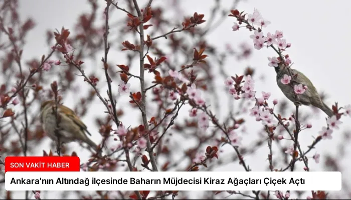 Ankara’nın Altındağ ilçesinde Baharın Müjdecisi Kiraz Ağaçları Çiçek Açtı