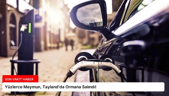 Yüzlerce Maymun, Tayland’da Ormana Salındı!