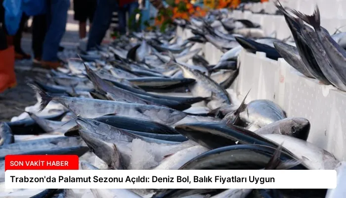 Trabzon’da Palamut Sezonu Açıldı: Deniz Bol, Balık Fiyatları Uygun
