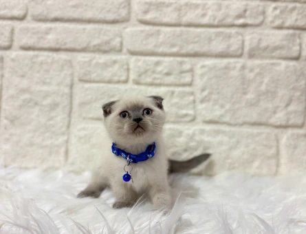 Sevimli ve Uyumlu Bir Irk British shorthair