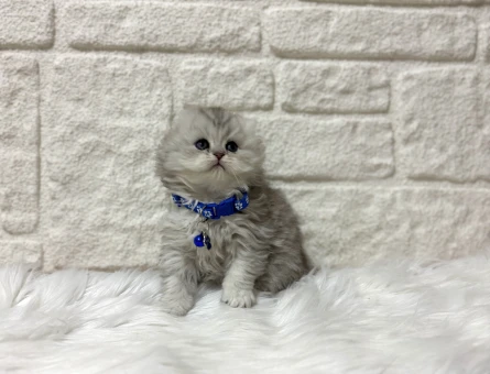 Kedi Sahiplendirme Dünyasında Güvenilir Bir Adres, Petyasam.com