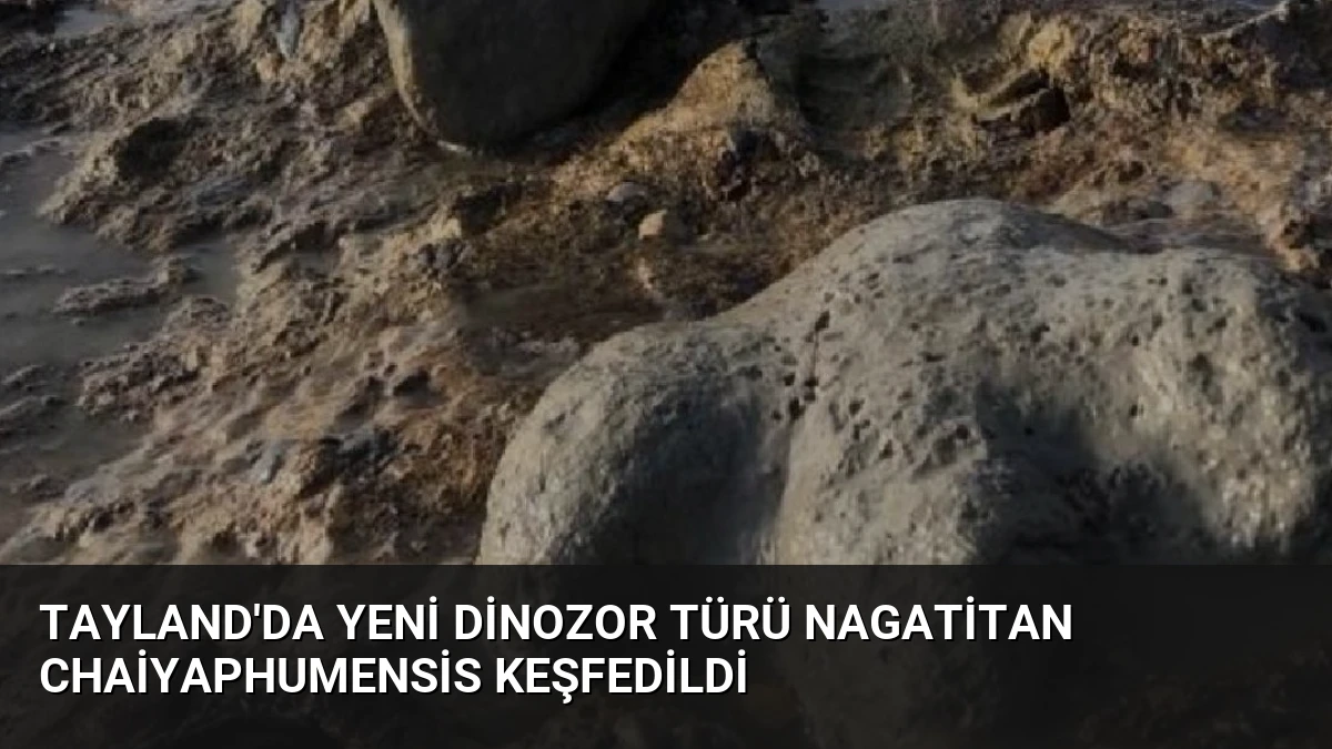 Tayland’da Yeni Dinozor Türü Nagatitan Chaiyaphumensis Keşfedildi
