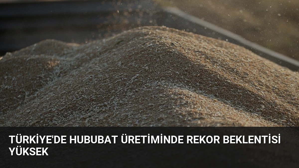Türkiye’de Hububat Üretiminde Rekor Beklentisi Yüksek