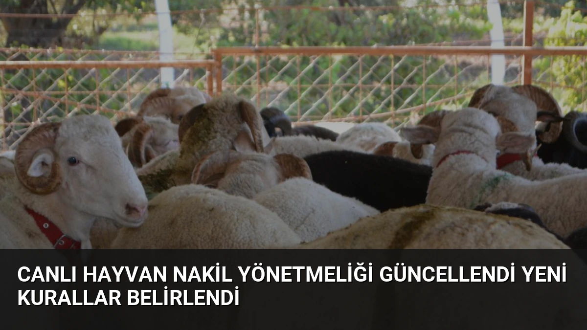 Canlı Hayvan Nakil Yönetmeliği Güncellendi Yeni Kurallar Belirlendi