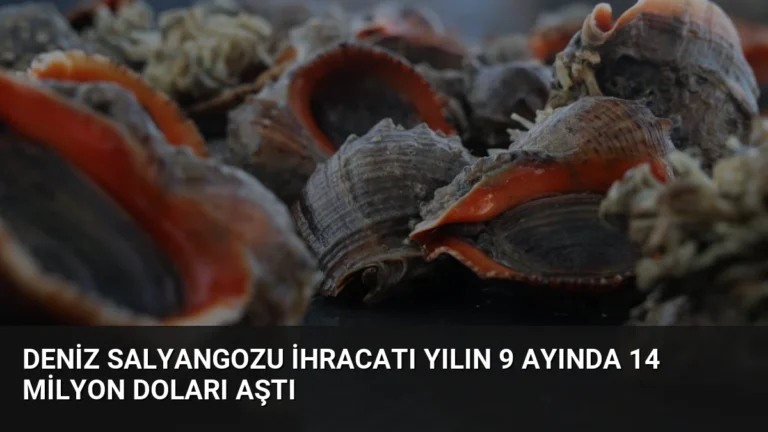 Deniz Salyangozu İhracatı Yılın 9 Ayında 14 Milyon Doları Aştı