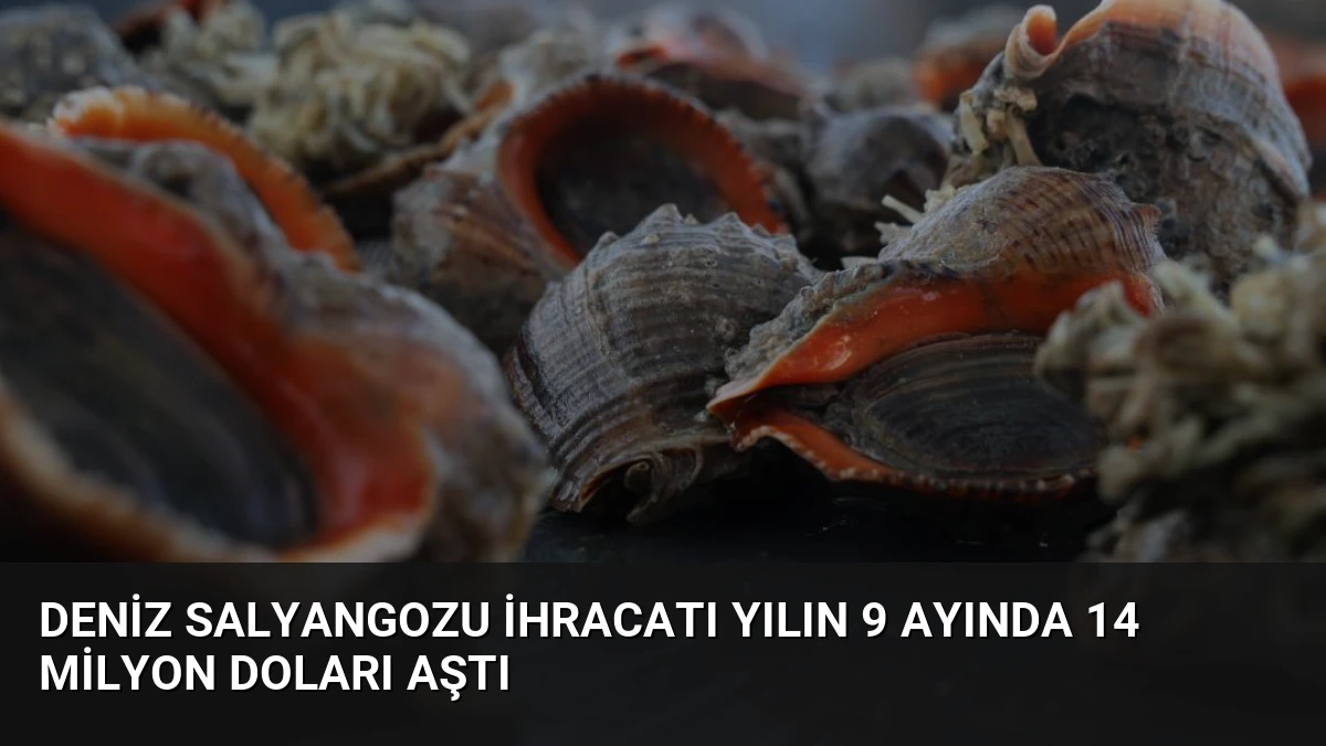 Deniz Salyangozu İhracatı Yılın 9 Ayında 14 Milyon Doları Aştı