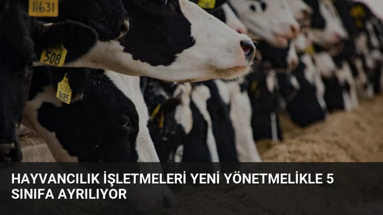 Hayvancılık İşletmeleri Yeni Yönetmelikle 5 Sınıfa Ayrılıyor