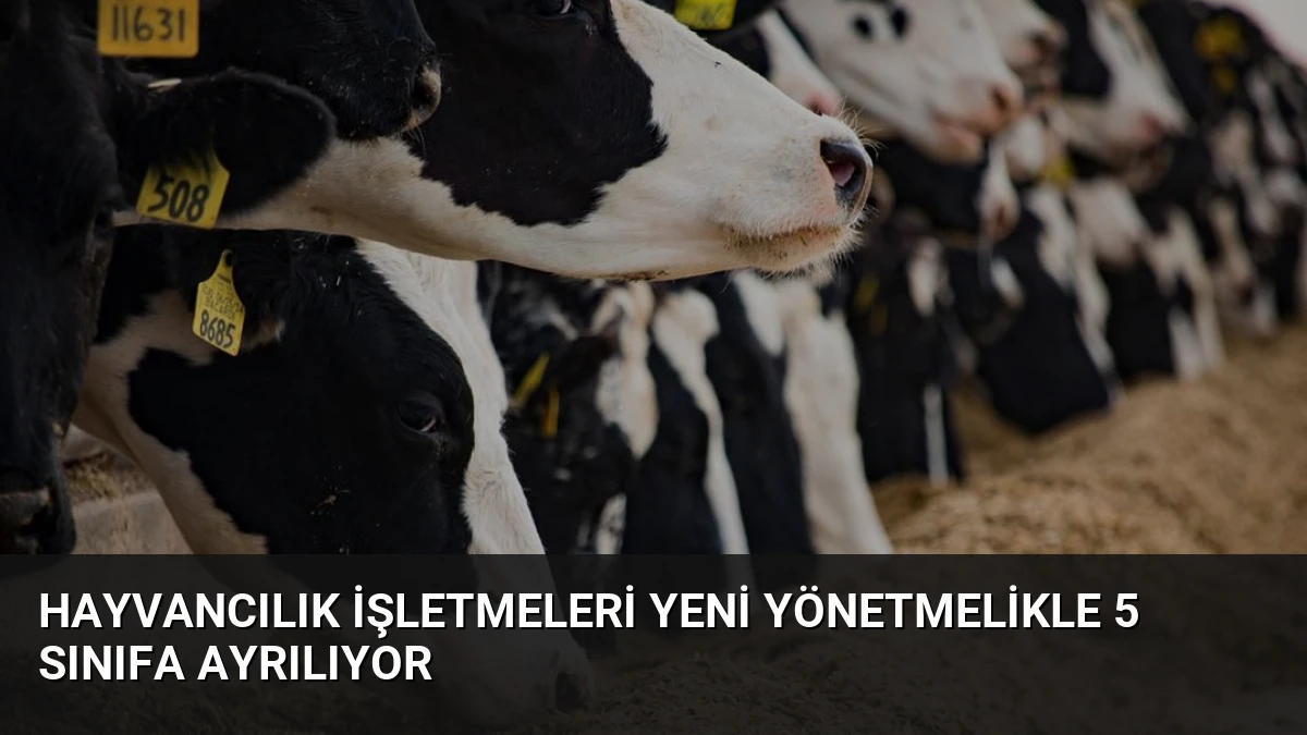Hayvancılık İşletmeleri Yeni Yönetmelikle 5 Sınıfa Ayrılıyor